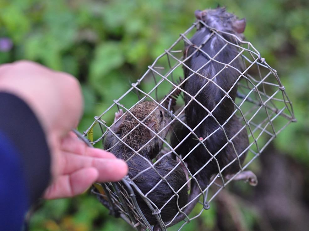 Rong ruoi san chuot dong thu chuc trieu dong moi thang hinh anh