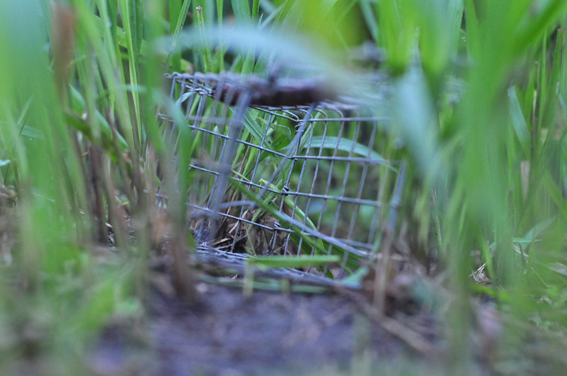 nghe san chuot dong anh 4