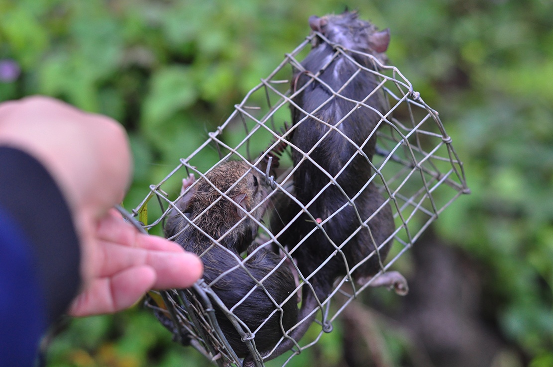 nghe san chuot dong anh 7