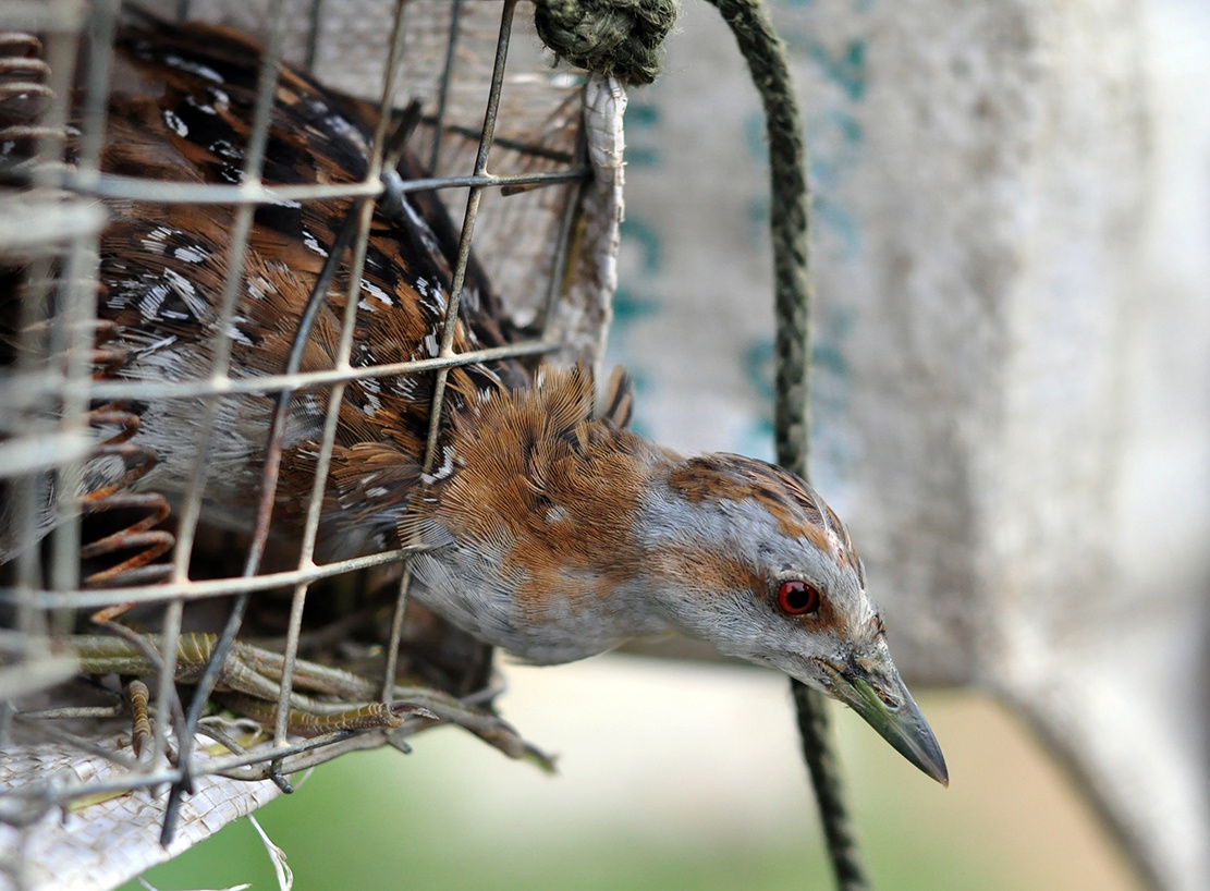 nghe san chuot dong anh 8