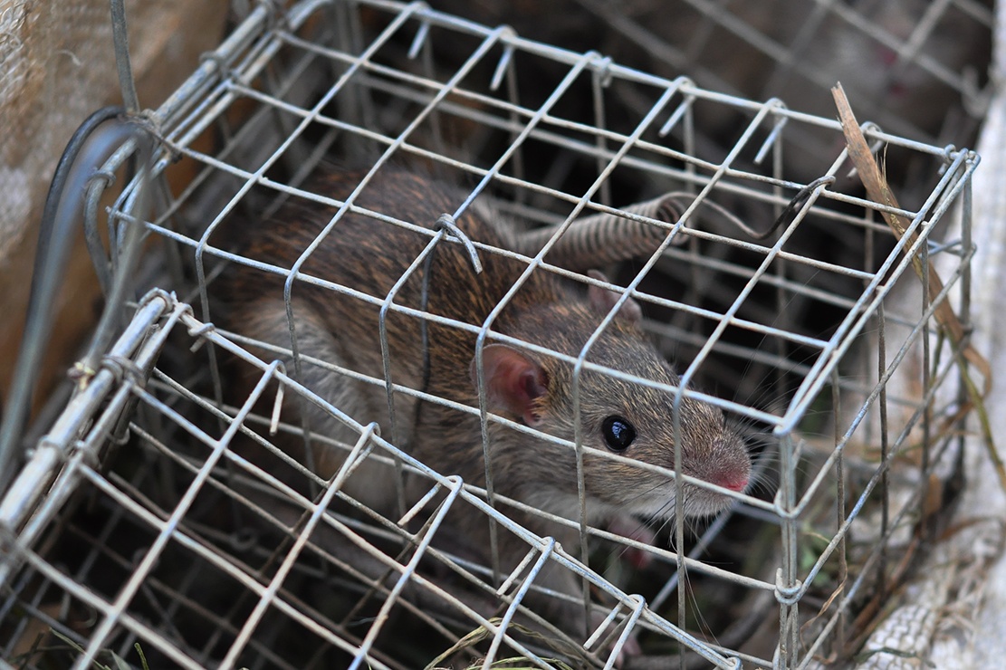 nghe san chuot dong anh 9