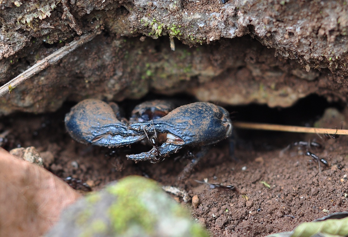 Theo chan tho san bo cap rung hinh anh