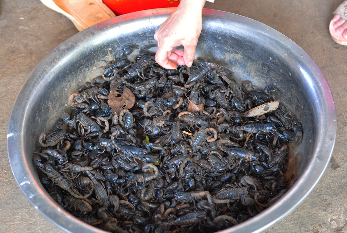 san bo cap rung anh 9