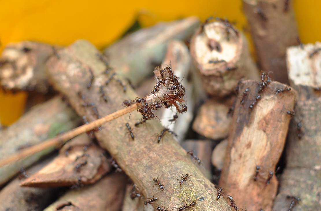 san bo cap rung anh 3