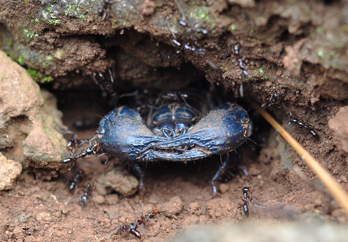 san bo cap rung anh 6