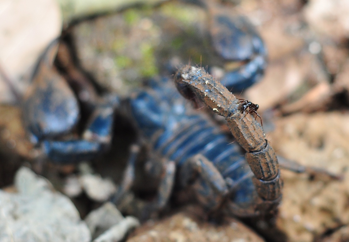 san bo cap rung anh 7