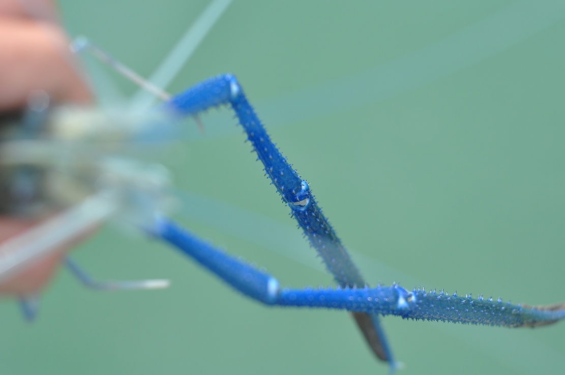 nuoi tom cang xanh anh 10