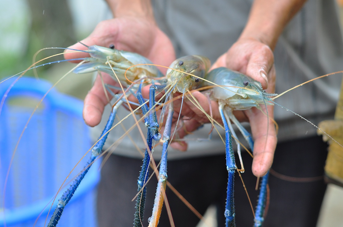 nuoi tom cang xanh anh 12