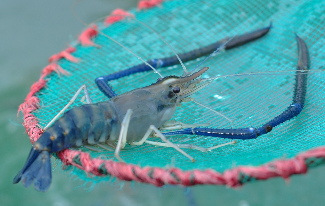 nuoi tom cang xanh anh 1