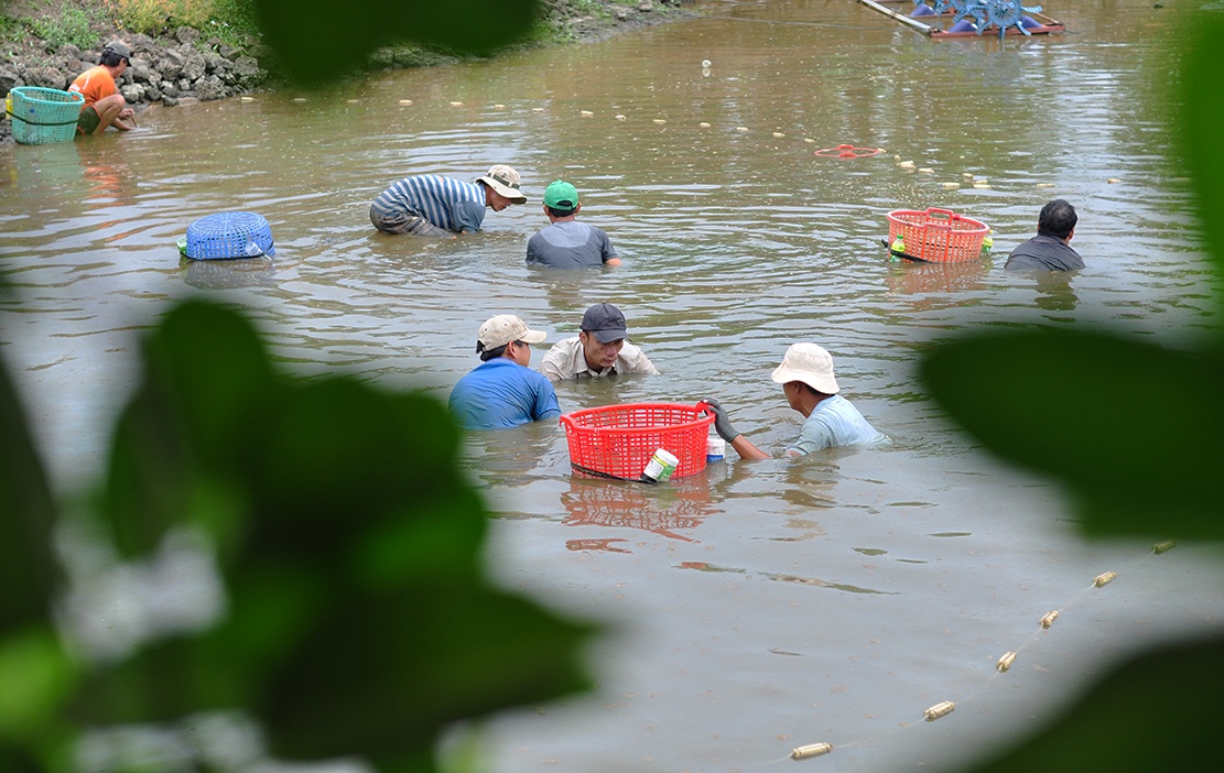nuoi tom cang xanh anh 4