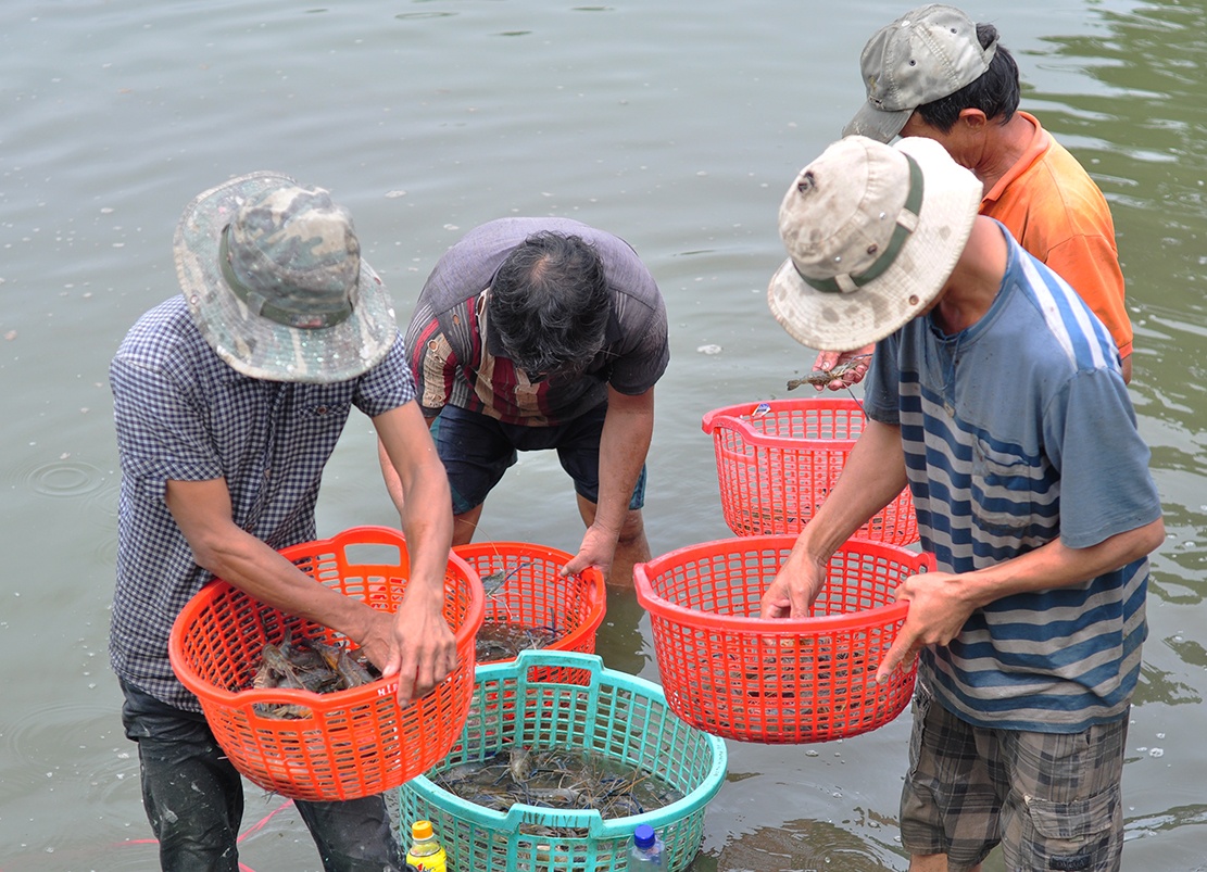 nuoi tom cang xanh anh 5