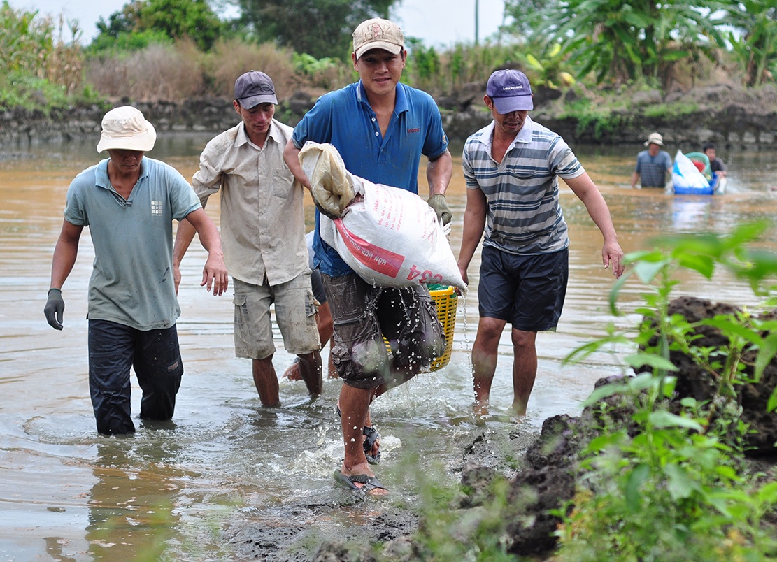 nuoi tom cang xanh anh 6