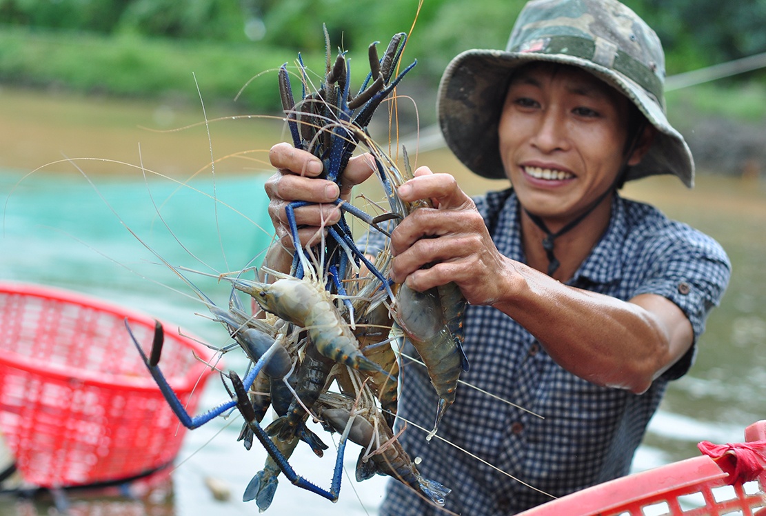 nuoi tom cang xanh anh 8