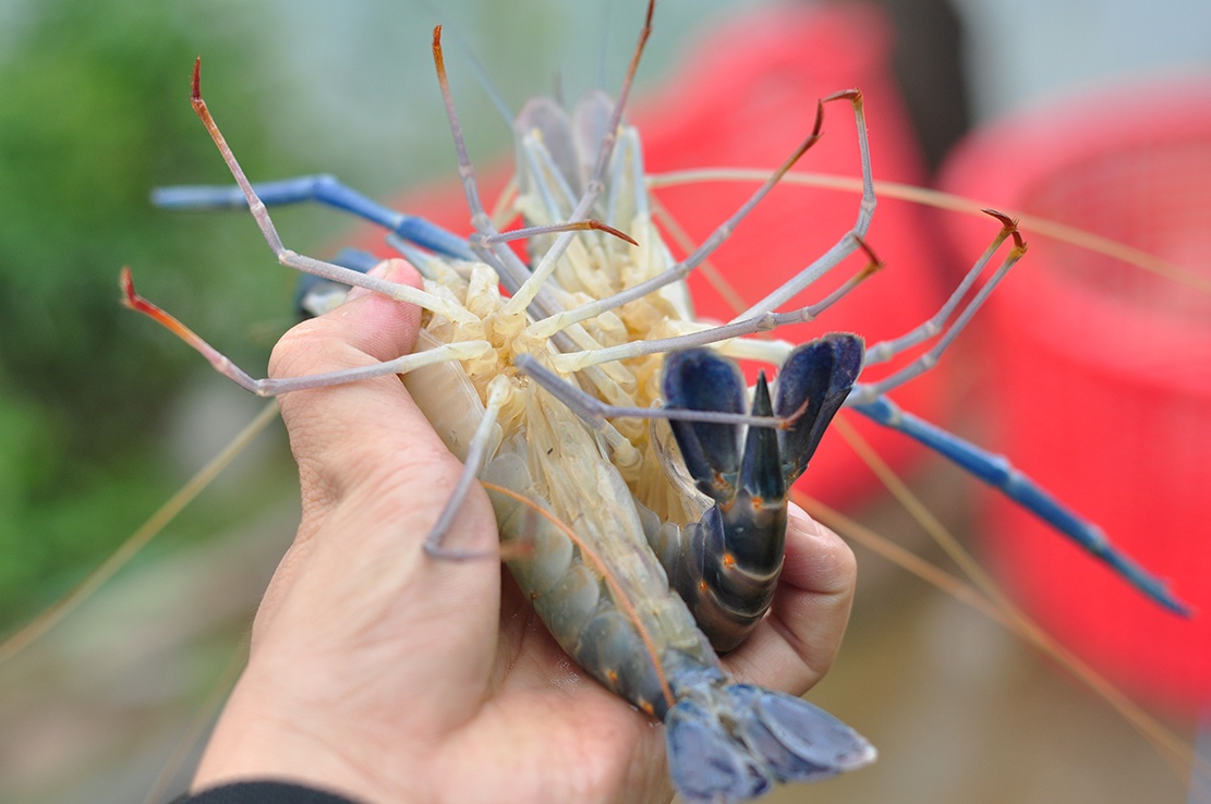 Nuoi tom cang xanh dac san tren nui da ong hinh anh