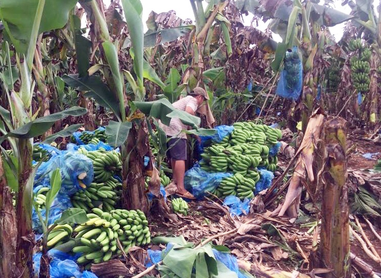 cứu chuối giúp nông dân ảnh 1 cuu chuoi giup nong dan anh 1