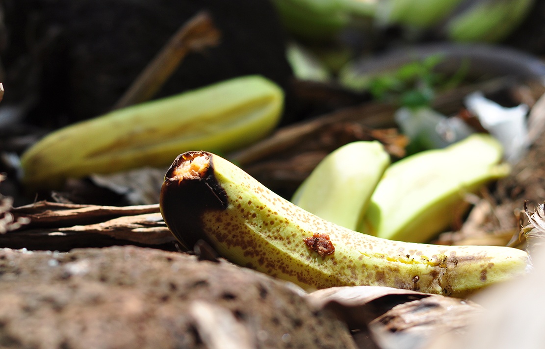 Chuoi chin ruc trong vuon o Dong Nai hinh anh