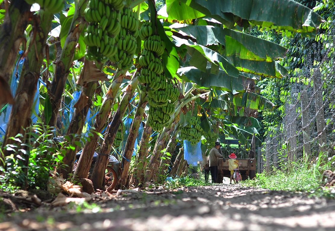 chuoi chin ruc vi Trung Quoc khong mua anh 1