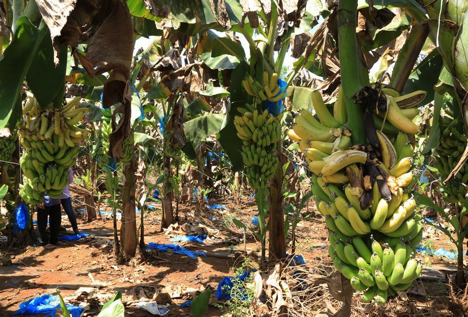 chuoi chin ruc vi Trung Quoc khong mua anh 2