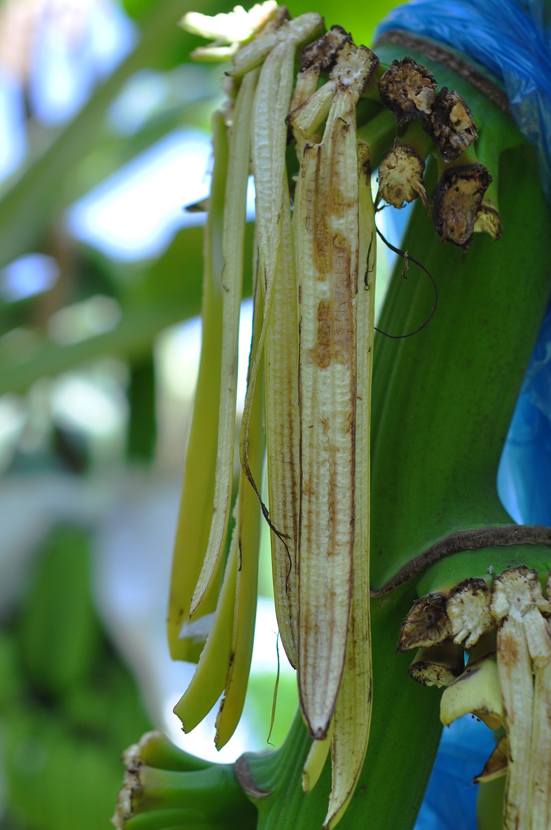 chuoi chin ruc vi Trung Quoc khong mua anh 7