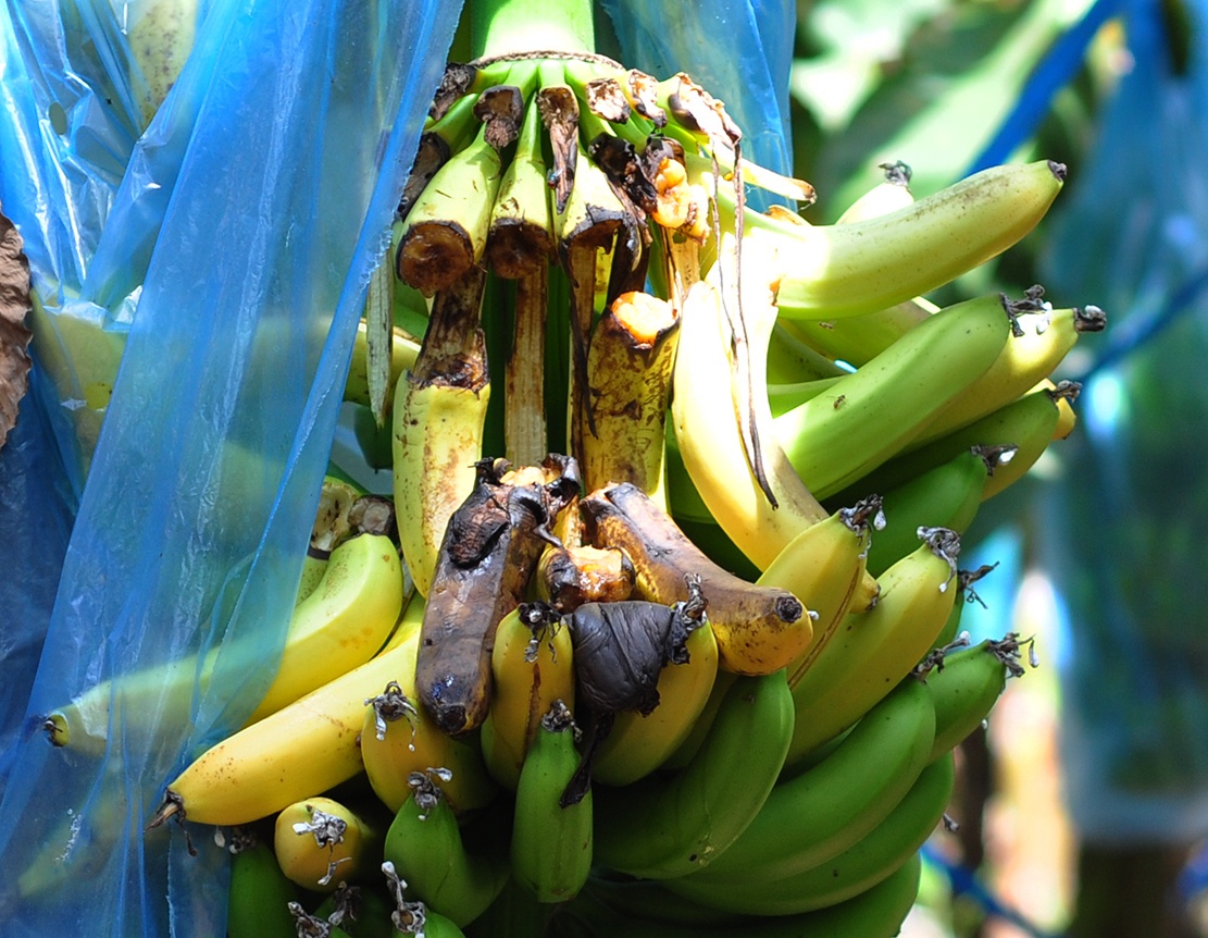 Gia giam 10 lan, nong dan bat luc nhin chuoi rung vang goc hinh anh