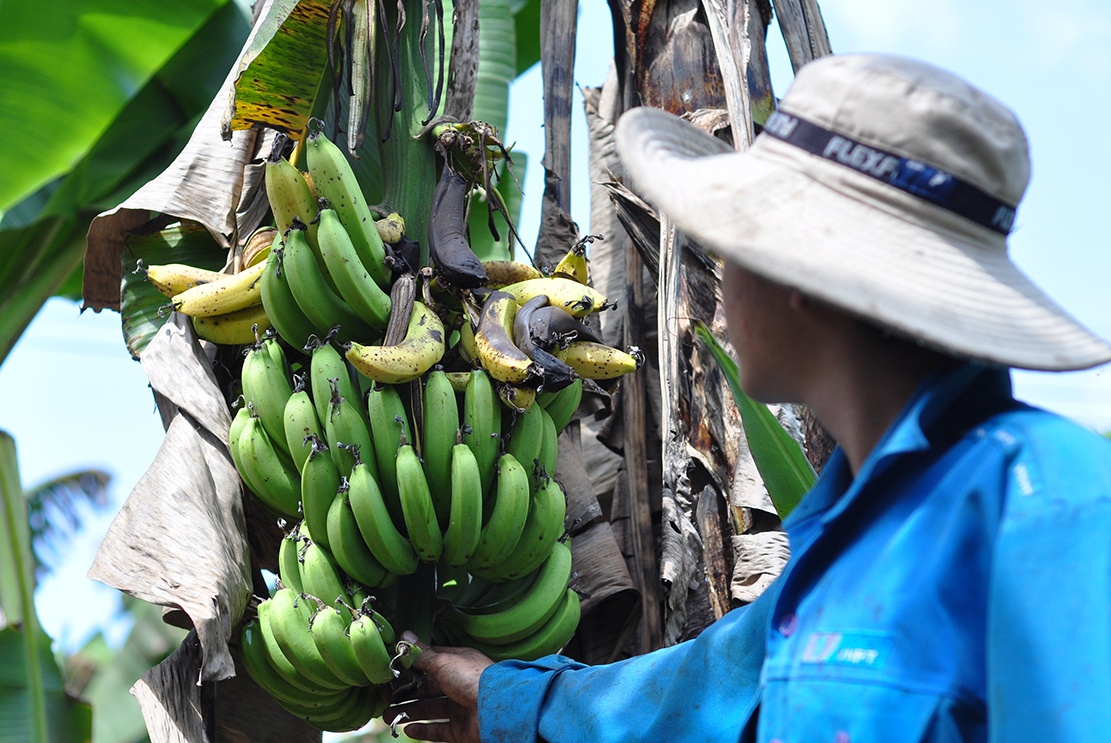 giai cuu chuoi Dong Nai anh 1
