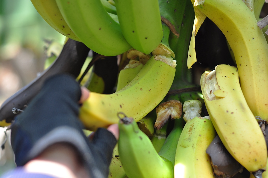 3 ngay, 'giai cuu' 20 tan chuoi cho nong dan Dong Nai hinh anh