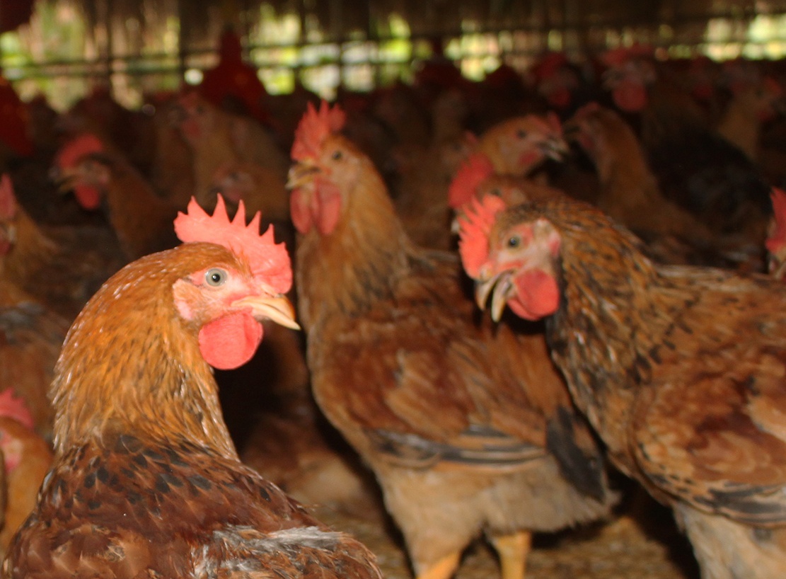 Gia ga thap nhat trong 10 nam, nong dan lao dao hinh anh