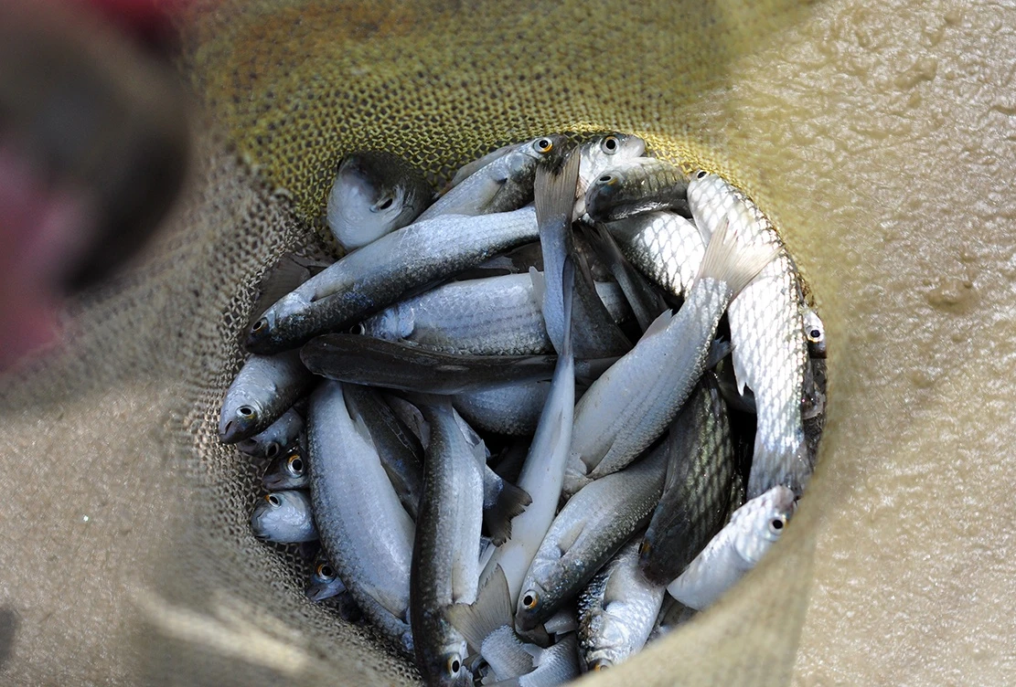 nem da xua ca vao bo anh 8