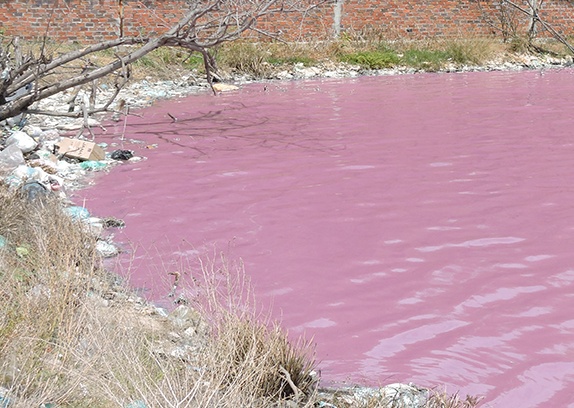 Ho nuoc 10 ha chuyen mau tim o Ba Ria - Vung Tau hinh anh