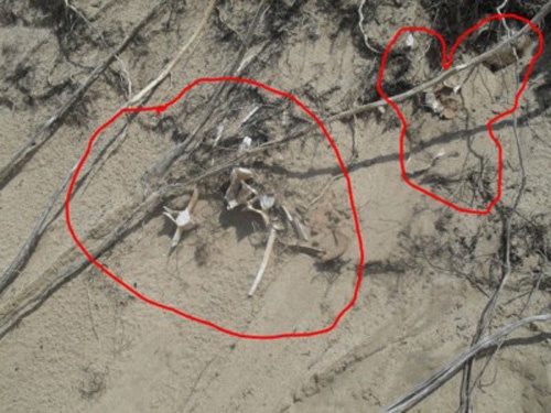 Phat hien bo xuong duoi bon cau o nha nghi pham giet vo hinh anh