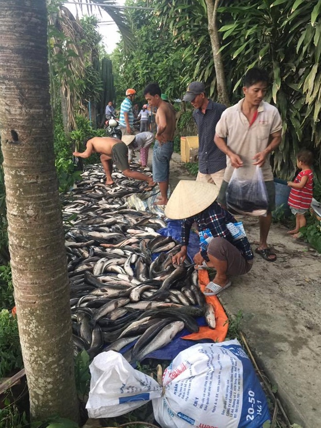 điều tra vụ cá lóc chết ảnh 1 dieu tra vu ca loc chet anh 1