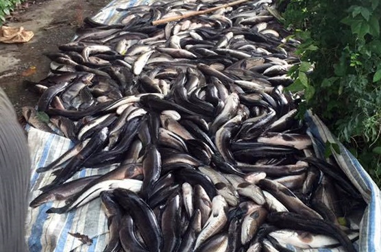 Dieu tra vu ca loc chet nghi bi dau doc o Kien Giang hinh anh