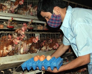 Sau thit heo, trung ga sap phai giai cuu? hinh anh