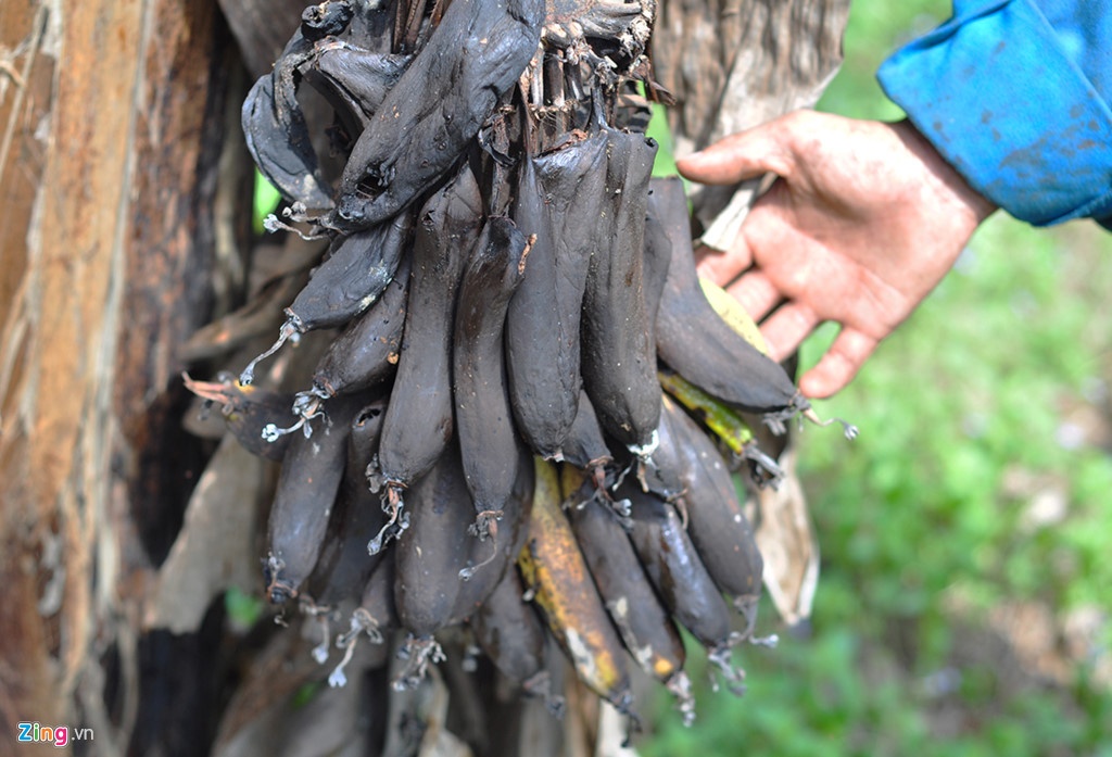 Chuoi Dong Nai lai rot gia, ve moc 1.000 dong/kg hinh anh