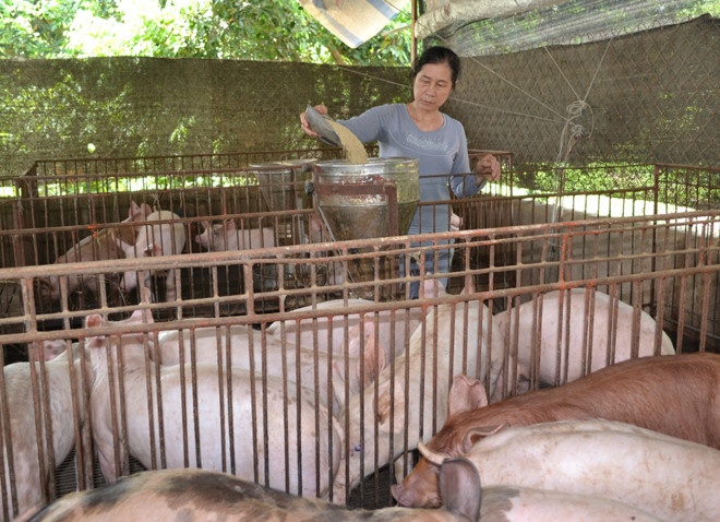 Trung Quoc thu gom tro lai, 1 tuan gia heo hoi tang 7.000 dong mot kg hinh anh