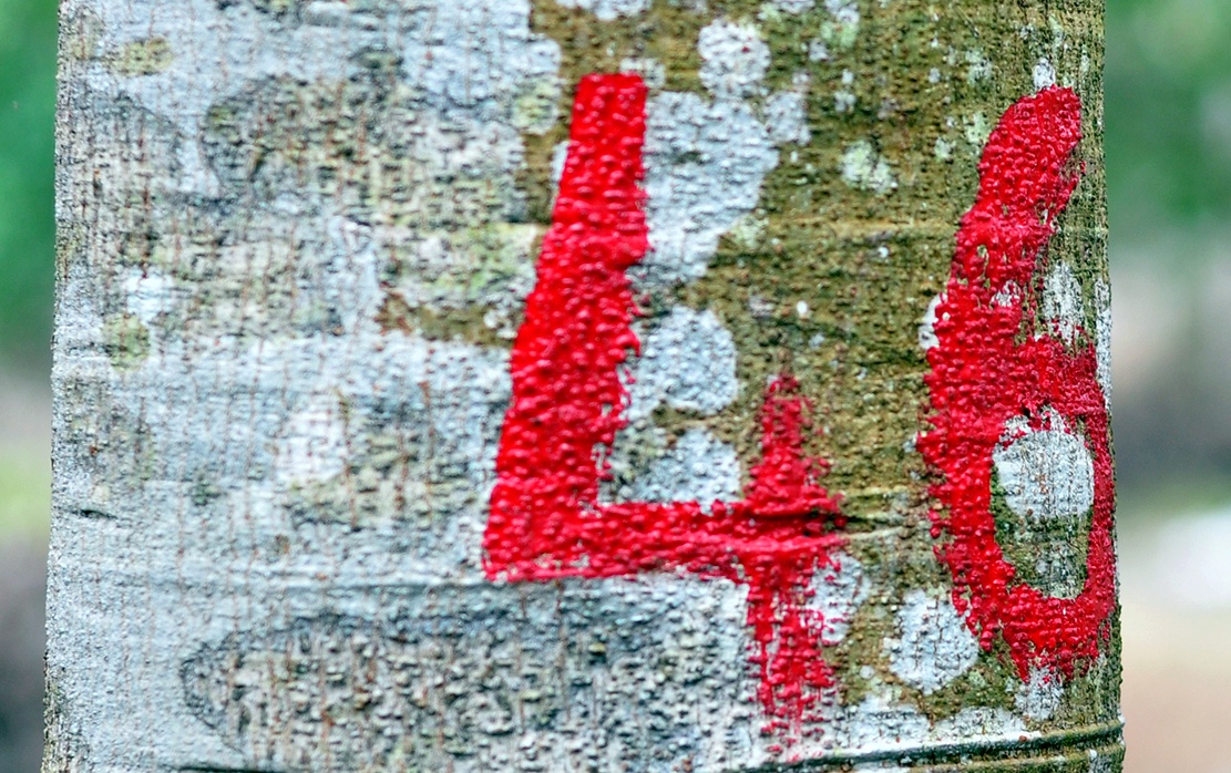 Hang tram cay go o lam truong bi dau doc anh 11