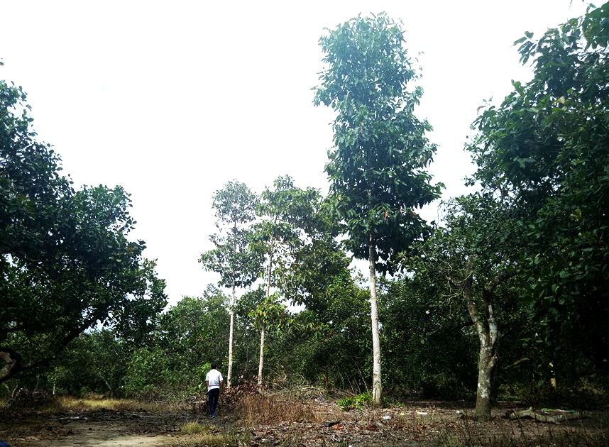 Hang tram cay go o lam truong bi dau doc anh 12