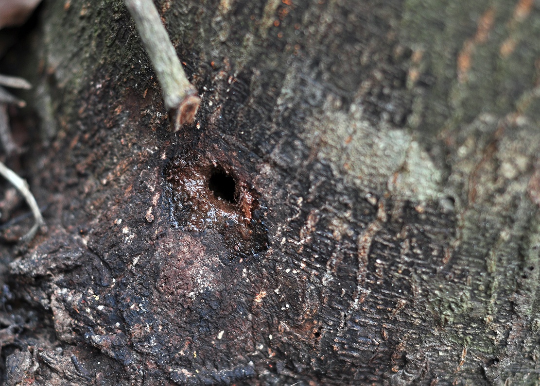 Hang tram cay go o lam truong bi dau doc anh 2