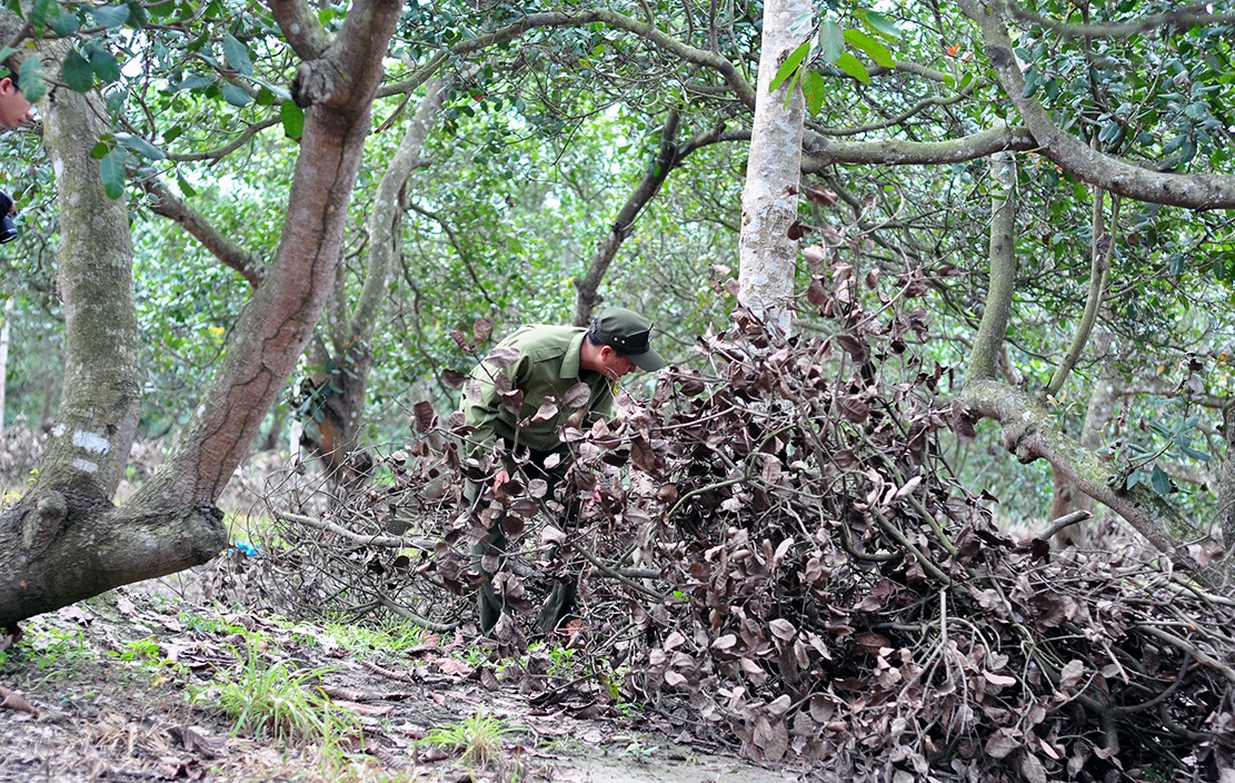 Hang tram cay go o lam truong bi dau doc anh 7