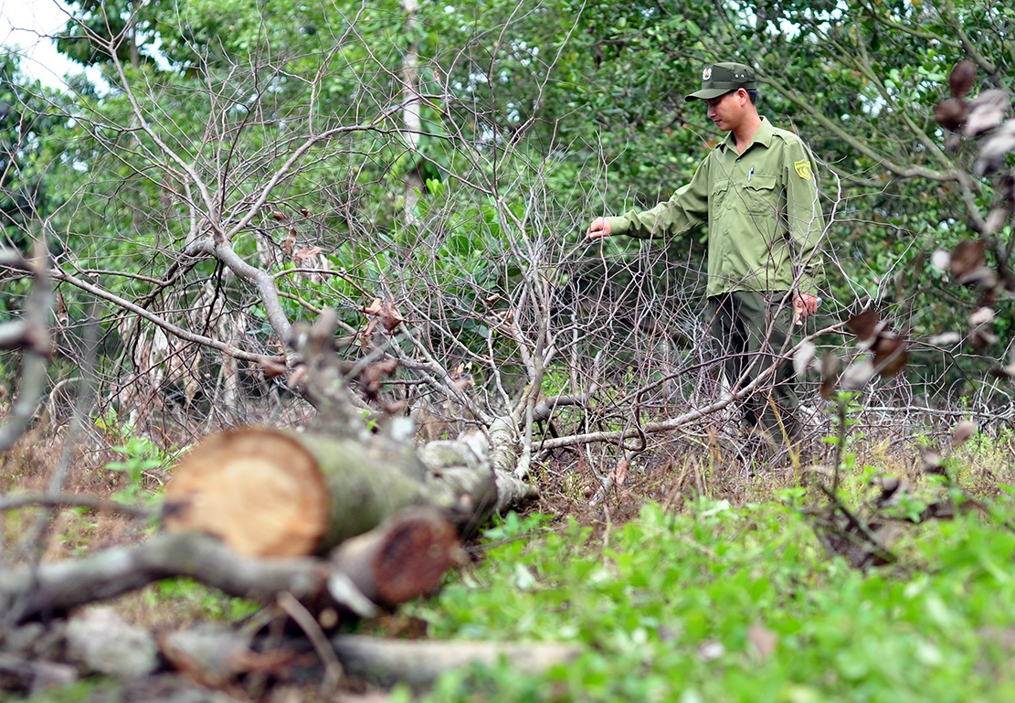 Hang tram cay go o lam truong bi dau doc anh 9