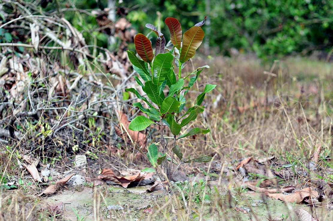 Hang tram cay go o lam truong bi dau doc anh 10