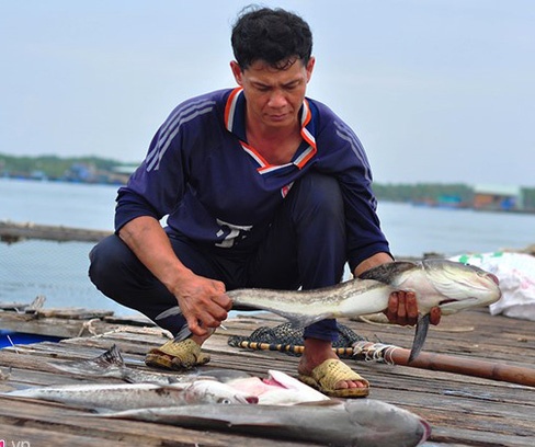 Gan 90 tan ca be tren song Cha Va o Vung Tau lai chet o at hinh anh