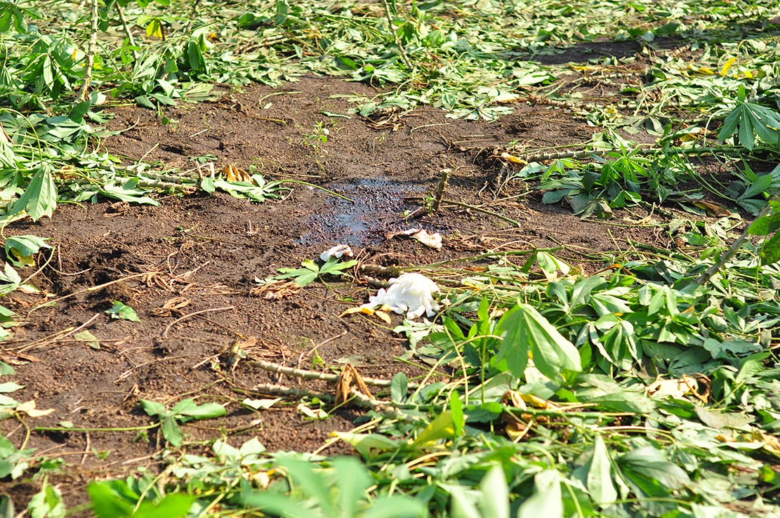 nu sinh bi giet anh 1