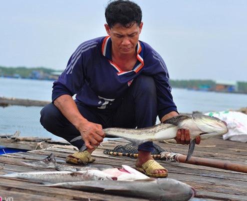 Cong ty xa thai lam ca chet boi thuong 800 trieu dong cho ngu dan hinh anh