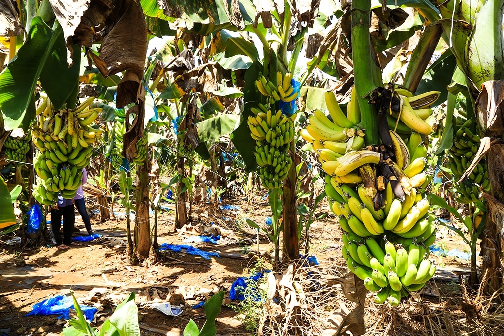 Sau giai cuu, dan Dong Nai lai o at trong chuoi cho Trung Quoc thu mua hinh anh