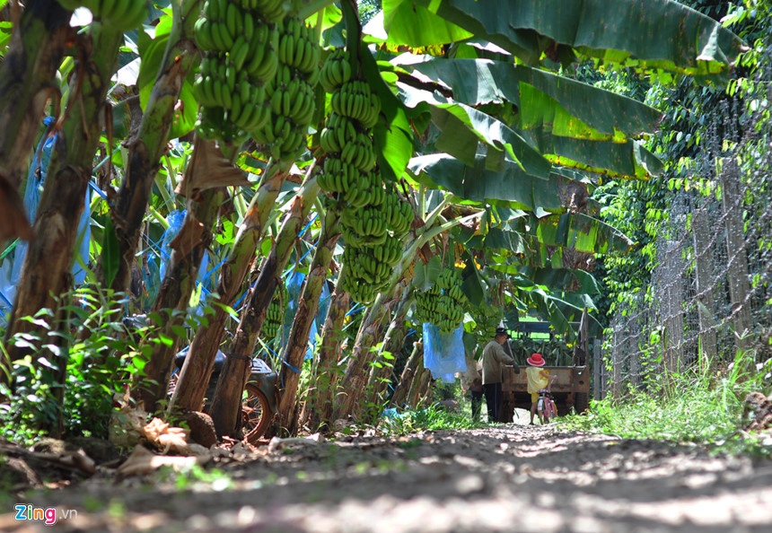 o at trong chuoi cho trung quoc tieu thu anh 2