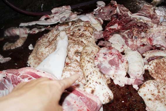 Heo nhiem benh chet bi xe thit tung vao cho hinh anh