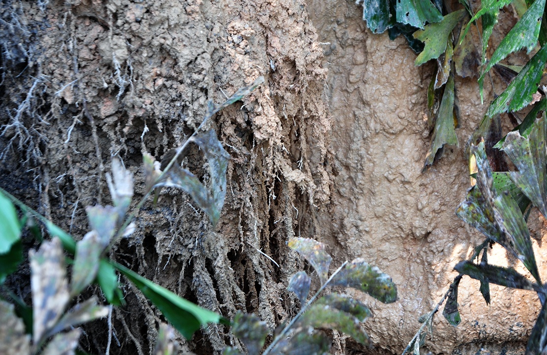 song nom nop trong nhung can nha tren bo sat lo anh 9