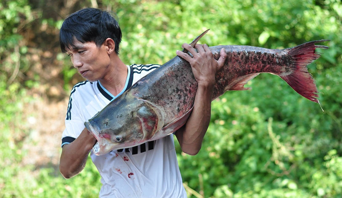 Bat ca tra dau nang hon 10 kg duoi chan ho thuy dien hinh anh