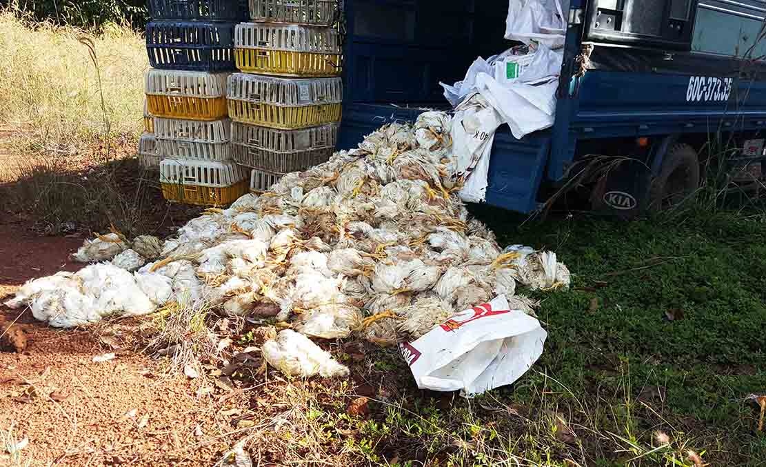 dua ga chet di tieu thu anh 1